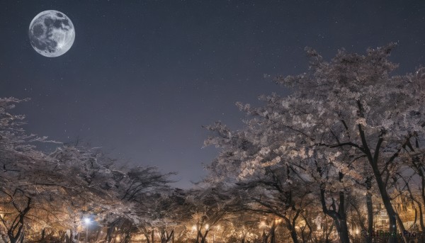 outdoors,sky,cloud,tree,no humans,night,moon,grass,star (sky),nature,night sky,scenery,full moon,forest,starry sky,bare tree,field,landscape