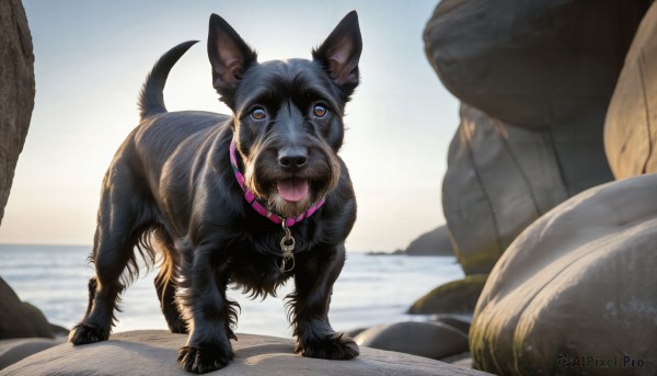 HQ,open mouth,brown eyes,full body,outdoors,sky,day,tongue,tongue out,water,blurry,collar,no humans,ocean,animal,dog,rock,realistic,leash,animal focus,animal collar,looking at viewer,standing,signature