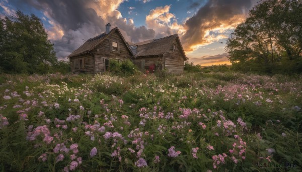 flower, outdoors, sky, cloud, tree, no humans, window, cloudy sky, grass, nature, scenery, sunset, field, house