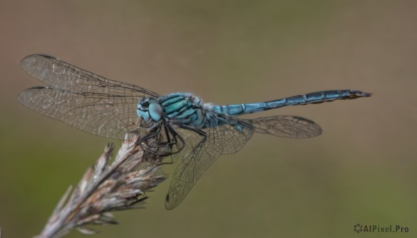 simple background,wings,blurry,gradient,gradient background,no humans,traditional media,bug,flying,realistic,antennae,insect wings,solo,from side,animal,brown background,green background,animal focus,dragonfly