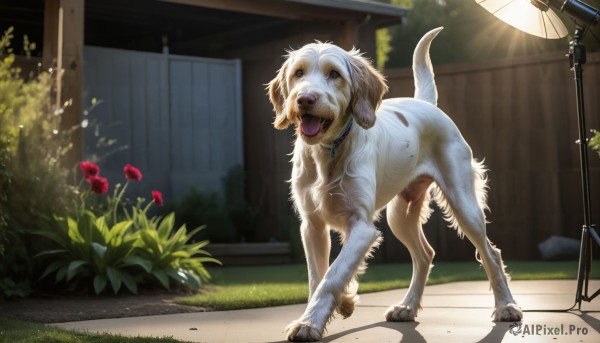 A unique view of a dog in day