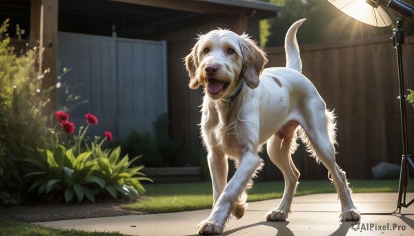 HQ,solo,open mouth,flower,outdoors,day,tongue,tongue out,collar,no humans,animal,sunlight,grass,plant,dog,realistic,leash,camera,bush,animal focus,looking at viewer,jewelry,standing,full body,signature,necklace,shadow,lamp,lamppost,animal collar