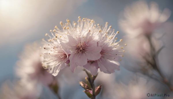 flower, outdoors, sky, day, blurry, tree, no humans, depth of field, blurry background, white flower, cherry blossoms, scenery, blurry foreground, realistic, branch, still life