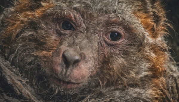 solo,looking at viewer,blue eyes,closed mouth,blurry,black eyes,no humans,animal,cat,portrait,close-up,realistic,animal focus,whiskers,fluffy,simple background,black background