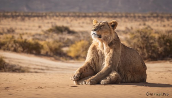 solo,sitting,full body,outdoors,day,blurry,looking to the side,pokemon (creature),no humans,depth of field,blurry background,fangs,realistic,animal focus,photo background,lion,sky,signature,tree,animal,sand