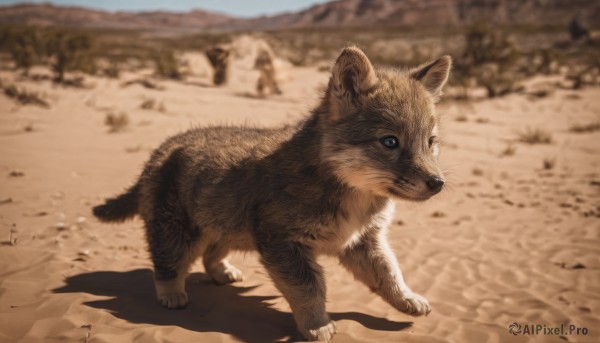 solo,looking at viewer,closed mouth,standing,full body,outdoors,day,blurry,no humans,depth of field,blurry background,shadow,animal,cat,realistic,animal focus,sky,signature,claws,walking,sand,brown theme,desert