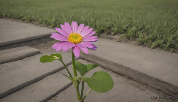 flower,outdoors,day,no humans,shadow,leaf,grass,plant,scenery,pink flower,purple flower,road,still life,path,rock