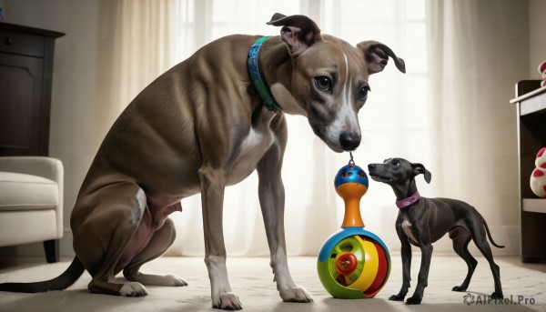 HQ,full body,indoors,black eyes,collar,no humans,window,animal,curtains,couch,ball,dog,realistic,animal focus,what,pet bowl,brown eyes,standing,bed,chair,mouth hold,sunlight,animal collar,armchair,toy