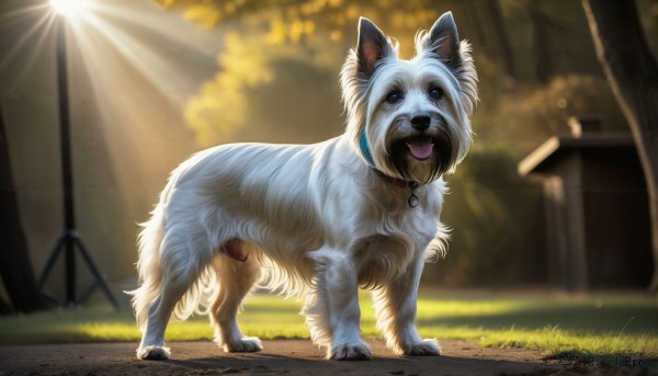 HQ,solo,open mouth,blue eyes,full body,outdoors,day,tongue,tongue out,blurry,collar,tree,no humans,depth of field,blurry background,animal,sunlight,grass,dog,light rays,realistic,animal focus,looking at viewer,standing,signature,fangs,lens flare,animal collar