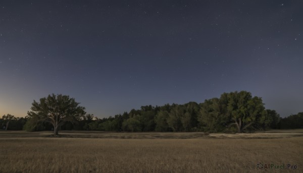 outdoors,sky,tree,no humans,night,grass,star (sky),nature,night sky,scenery,forest,starry sky,road,bush,path,sunset,field,landscape,gradient sky