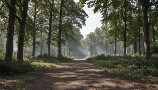 outdoors,sky,day,tree,no humans,sunlight,grass,nature,scenery,forest,light rays,road,bush,sunbeam,path,cloud,blue sky,shadow,plant,dappled sunlight