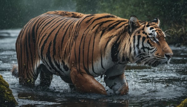 yellow eyes, outdoors, water, blurry, no humans, animal, rain, realistic, chinese zodiac, animal focus, tiger, year of the tiger