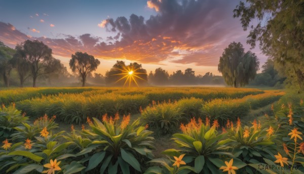 flower, outdoors, sky, cloud, tree, no humans, sunlight, cloudy sky, grass, plant, nature, scenery, sunset, sun, field