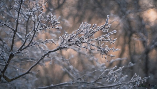 outdoors,blurry,tree,no humans,depth of field,scenery,snow,branch,winter,bare tree,still life,flower,blurry background,nature