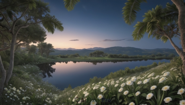 flower,outdoors,sky,cloud,water,tree,no humans,night,grass,plant,white flower,star (sky),nature,night sky,scenery,forest,starry sky,reflection,sunset,mountain,palm tree,horizon,river,evening,landscape,lake,ocean,twilight,gradient sky,sunrise