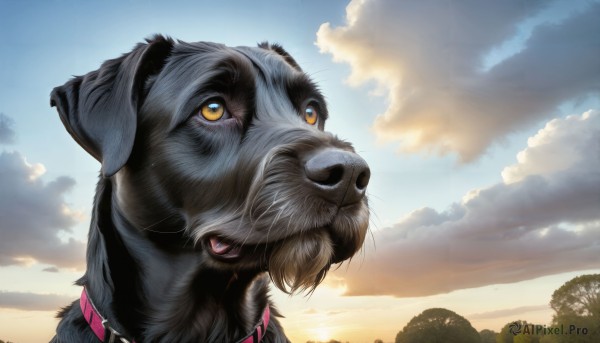 The timeless beauty of a dog in a bold sunset day