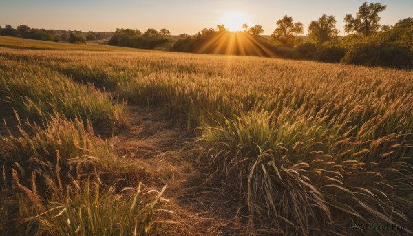 outdoors,sky,cloud,tree,no humans,sunlight,grass,plant,nature,scenery,forest,sunset,mountain,sun,field,landscape,day,blue sky,lens flare,sunrise,wheat