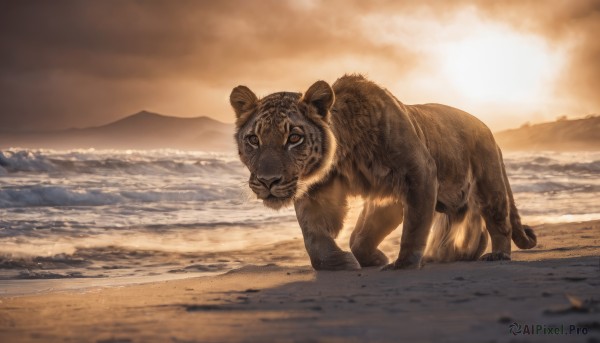 solo,looking at viewer,brown eyes,outdoors,sky,cloud,water,no humans,ocean,animal,beach,realistic,sand,animal focus,tiger,full body,cloudy sky,scenery,sunset,mountain,sun,waves,shore