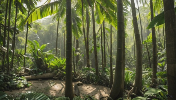 outdoors,day,tree,no humans,leaf,sunlight,grass,plant,nature,scenery,forest,rock,bamboo,green theme,bamboo forest