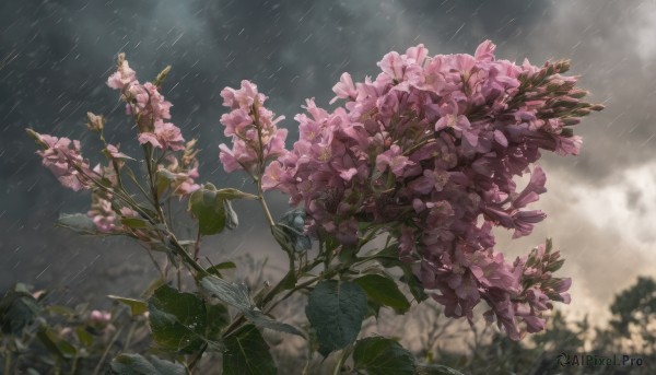 flower, outdoors, sky, cloud, blurry, no humans, depth of field, leaf, cloudy sky, plant, scenery, pink flower, rain, hydrangea, still life, grey sky