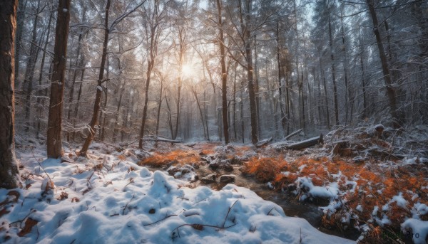 A unique subject framed by the beauty of a lush snowy outdoors