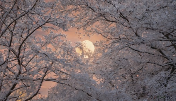 monochrome,outdoors,sky,cloud,tree,dutch angle,no humans,leaf,moon,sunlight,nature,scenery,forest,sunset,sun,branch,bare tree,landscape