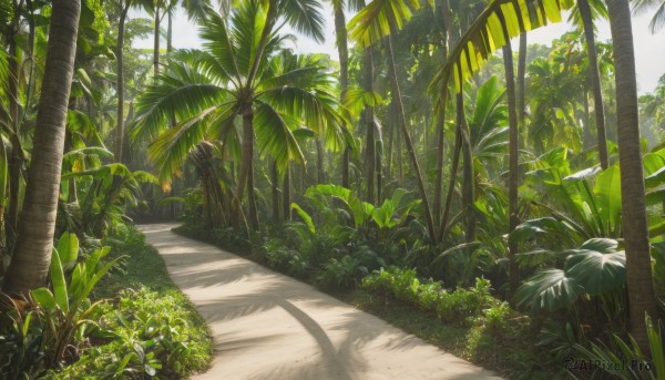 outdoors,sky,day,tree,no humans,shadow,leaf,beach,sunlight,grass,plant,nature,scenery,forest,palm tree,bush,shade,realistic,road,path