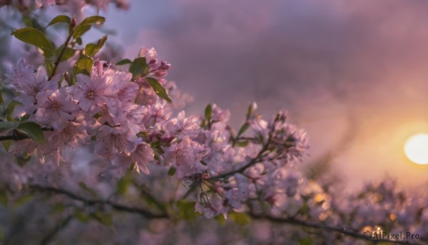 flower,outdoors,sky,cloud,blurry,tree,no humans,depth of field,blurry background,leaf,sunlight,plant,white flower,cherry blossoms,scenery,sunset,blurry foreground,sun,branch,gradient sky,still life,blue sky,nature,twilight,evening,sunrise