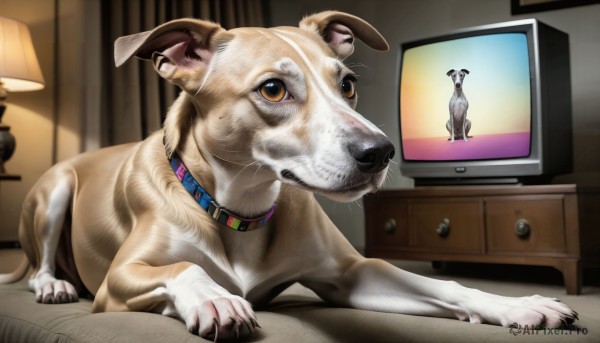 HQ,brown eyes,indoors,collar,no humans,bed,animal,on bed,cat,curtains,claws,dog,realistic,lamp,television,animal focus,solo,looking at viewer,closed mouth,full body,yellow eyes,lying,red collar,animal collar