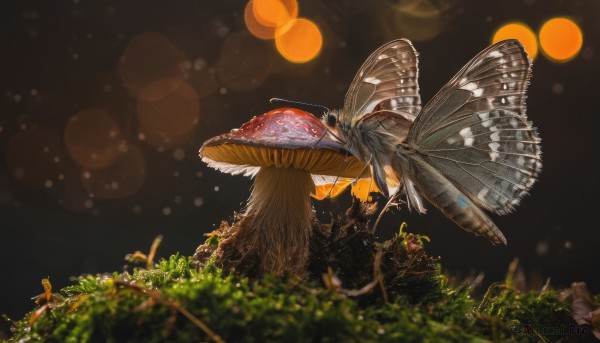 A butterfly caught in a peaceful outdoors