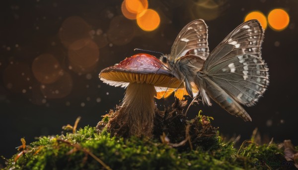 outdoors,wings,blurry,tree,no humans,night,depth of field,animal,grass,bug,plant,black background,nature,scenery,light particles,lens flare,flying,antennae,mushroom,animal focus,bokeh,oversized animal,insect wings,butterfly,blurry foreground,realistic,moss