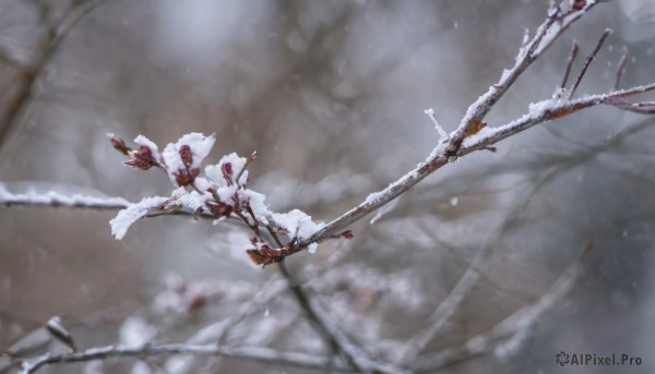 weapon,outdoors,blurry,tree,no humans,depth of field,blurry background,from above,scenery,snow,snowing,branch,winter,bare tree,1girl,solo,flower,day