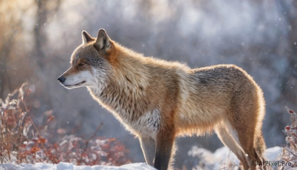 A dog set against the backdrop of a serene snowy outdoors