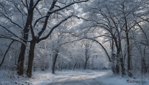 monochrome,outdoors,day,tree,dutch angle,no humans,grass,nature,scenery,snow,forest,snowing,road,winter,bare tree,path,sunlight,blue theme,landscape