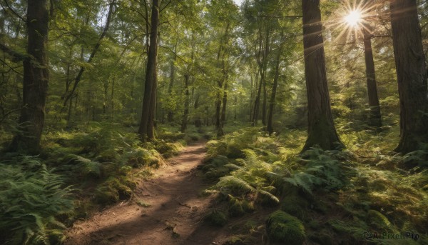 outdoors, day, tree, no humans, sunlight, grass, plant, nature, scenery, forest, light rays, road, path