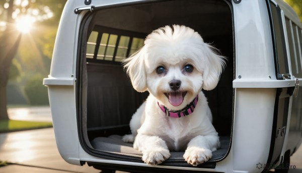 HQ,looking at viewer,open mouth,blue eyes,outdoors,tongue,tongue out,blurry,collar,tree,no humans,animal,sunlight,ground vehicle,motor vehicle,dog,realistic,sun,car,animal focus,solo,day,blurry background,animal collar,train