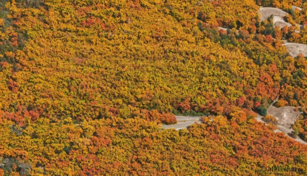 outdoors,tree,no humans,bird,leaf,traditional media,nature,scenery,forest,road,autumn leaves,autumn,orange theme,1girl,day,pokemon (creature),from above,grass,flying,field