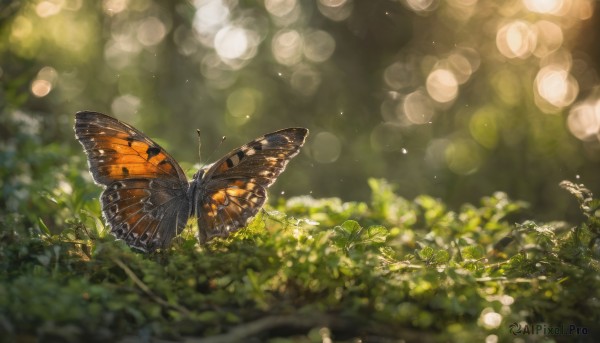 outdoors, day, blurry, no humans, depth of field, blurry background, animal, leaf, sunlight, bug, plant, butterfly, nature, scenery, light particles, bokeh