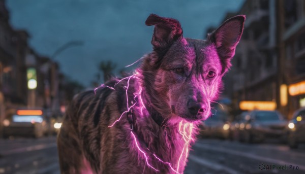 solo, looking at viewer, outdoors, sky, blurry, no humans, night, depth of field, blurry background, animal, building, night sky, realistic, electricity, road, animal focus