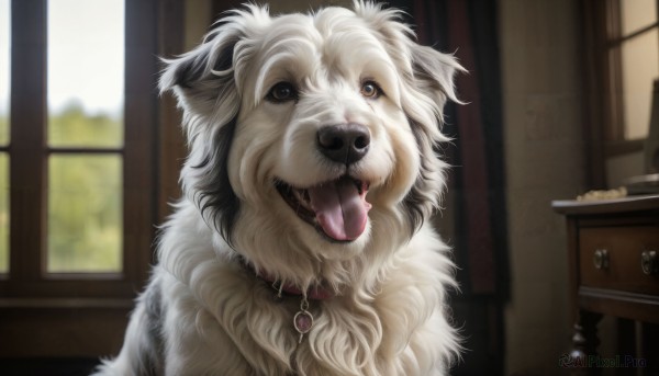 HQ,solo,looking at viewer,open mouth,brown eyes,food,tongue,indoors,tongue out,blurry,collar,no humans,window,animal,fangs,table,dog,realistic,animal focus,day,blurry background,animal collar