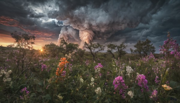 flower, outdoors, sky, cloud, tree, no humans, cloudy sky, grass, scenery, sunset, sun