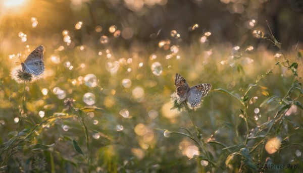 The beauty of a butterfly set in a captivating outdoors