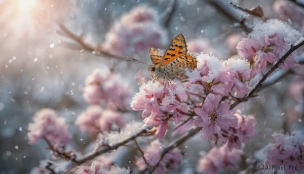 flower, outdoors, day, signature, blurry, tree, petals, no humans, depth of field, blurry background, sunlight, bug, cherry blossoms, butterfly, scenery, branch, spring (season)