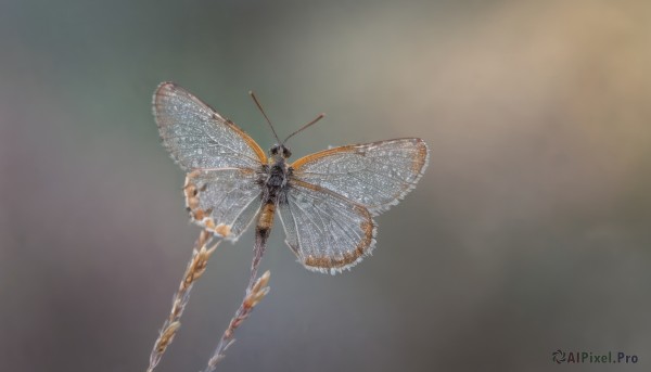 1girl,solo,short hair,simple background,black hair,full body,wings,grey background,from behind,blurry,no humans,depth of field,blurry background,bug,1other,flying,antennae,facing away,wide shot,arthropod girl,butterfly wings,insect wings,gradient,gradient background,realistic