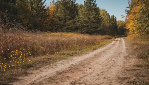 outdoors,sky,day,tree,blue sky,no humans,grass,plant,nature,scenery,forest,road,bush,path,realistic,field,autumn,landscape