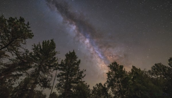 outdoors,sky,cloud,tree,no humans,night,star (sky),nature,night sky,scenery,forest,starry sky,milky way