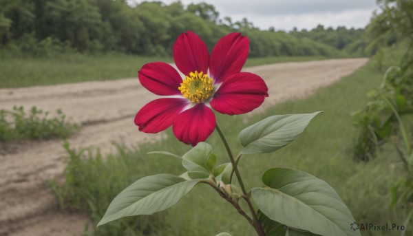 flower,outdoors,day,blurry,tree,no humans,depth of field,blurry background,leaf,grass,plant,red flower,nature,scenery,road,field,still life,path,sky,cloud,bush,landscape