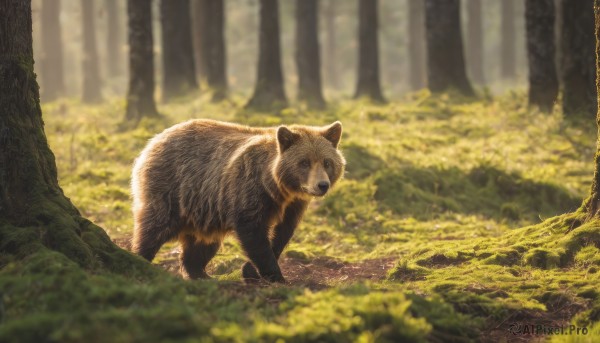 solo,outdoors,day,blurry,tree,no humans,depth of field,blurry background,animal,leaf,grass,plant,nature,scenery,forest,realistic,animal focus,path,looking at viewer,signature