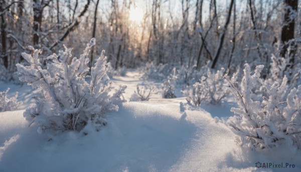 outdoors, blurry, tree, nature, scenery, snow, forest, winter, bare tree