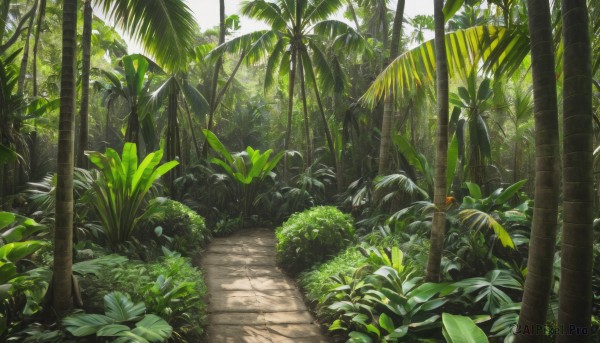 outdoors,day,tree,no humans,leaf,sunlight,grass,plant,nature,scenery,forest,palm tree,bush,shade,road,green theme,path